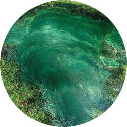 alga-trace-mineral-terbaik-di-dunia.jpg